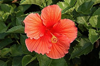 《爱丽丝：疯人院》发布项目终止中文声明 设计原案开放下载